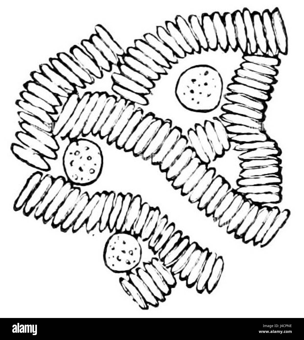 Questa illustrazione scientifica, tratta dal PSM V06 D361, raffigura un'ameba all'interno dei globuli rossi. L'immagine fa parte di uno studio che esplora il comportamento dei microrganismi nel sangue umano. Foto Stock