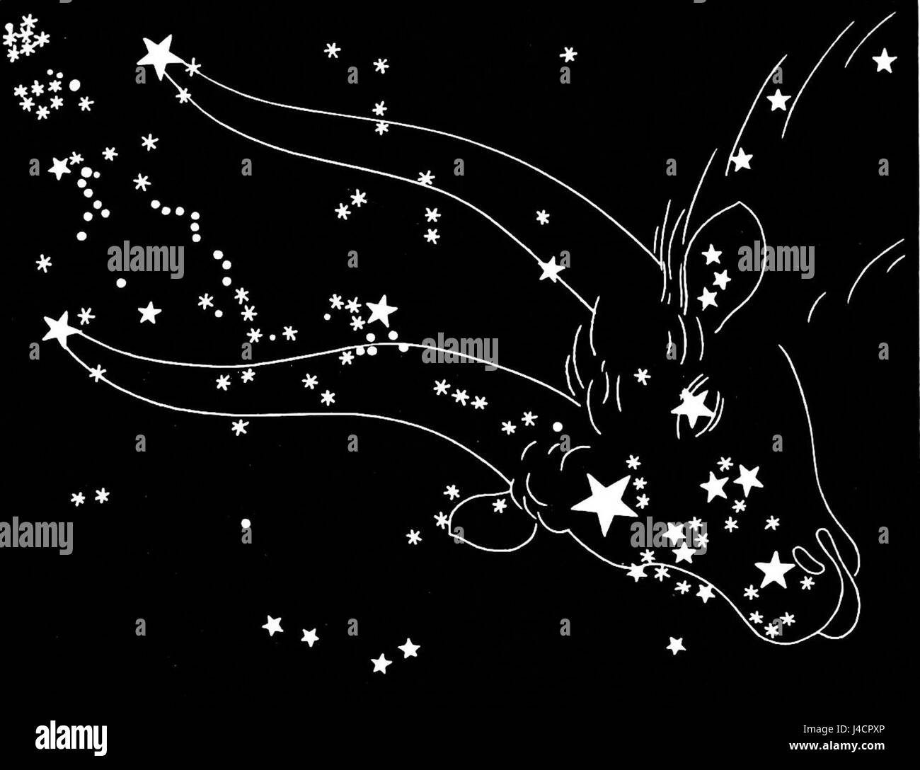 PSM V32 D530 il golden corna del toro Foto Stock