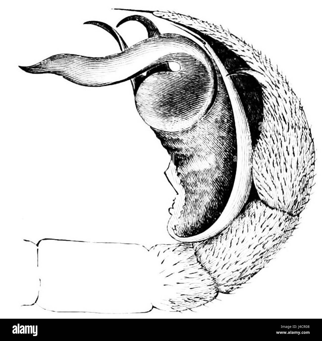 PSM V06 D663 giunti terminali di un ragno maschio tastatore Foto Stock