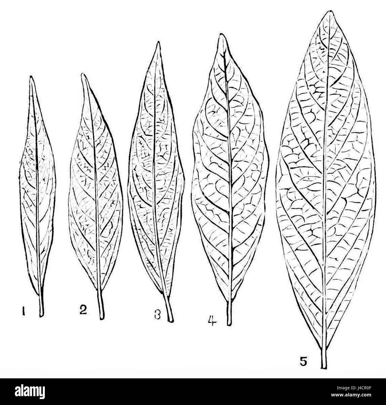 Questo lavoro esplora le diverse forme e varietà della pianta dell'alloro, concentrandosi sulle sue fasi di crescita successive e sugli adattamenti come illustrato nell'edizione PSM V16 D484. Foto Stock