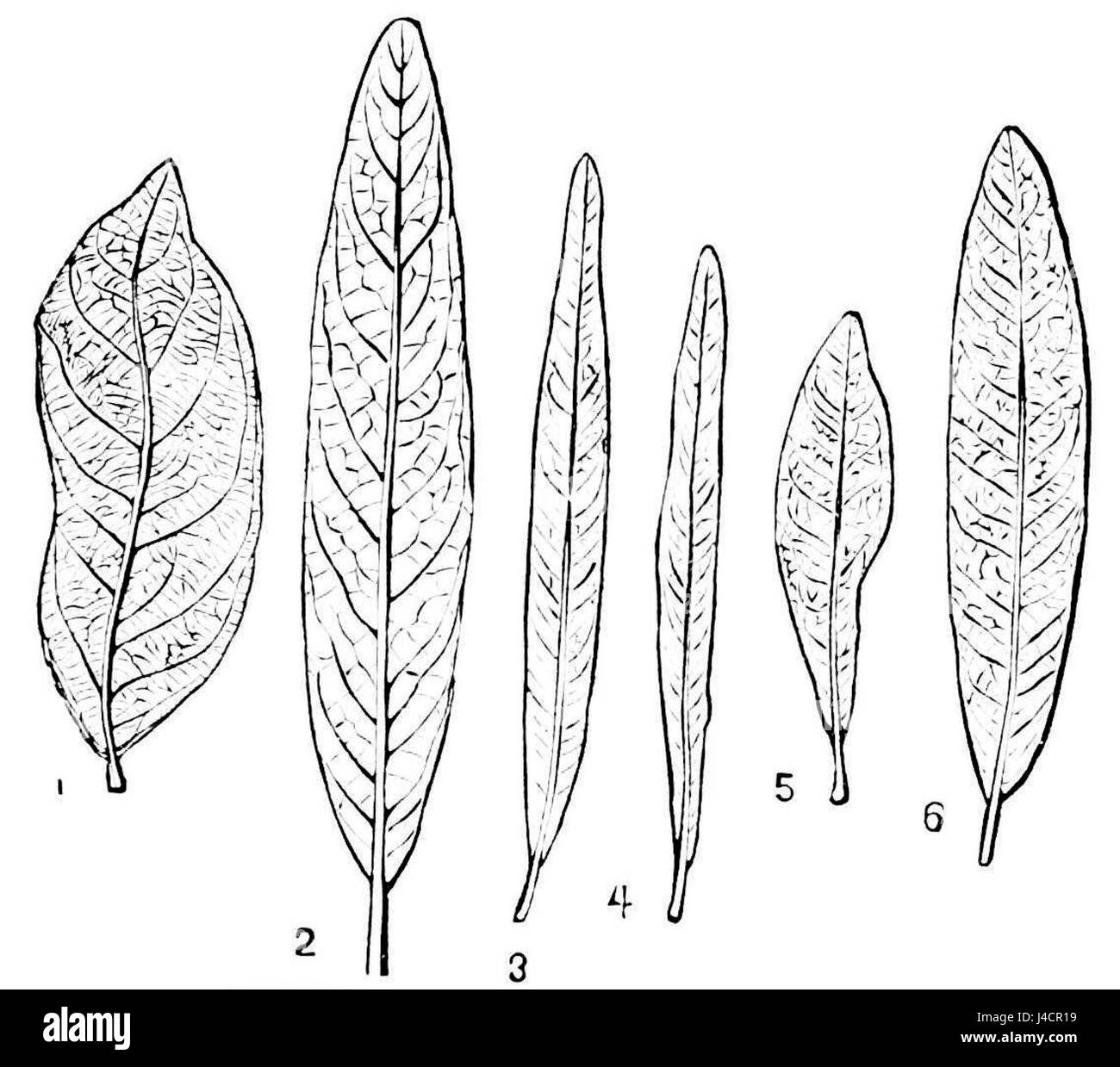 PSM V16 D483 forme omologhe di paleocene eocene e querce Foto Stock
