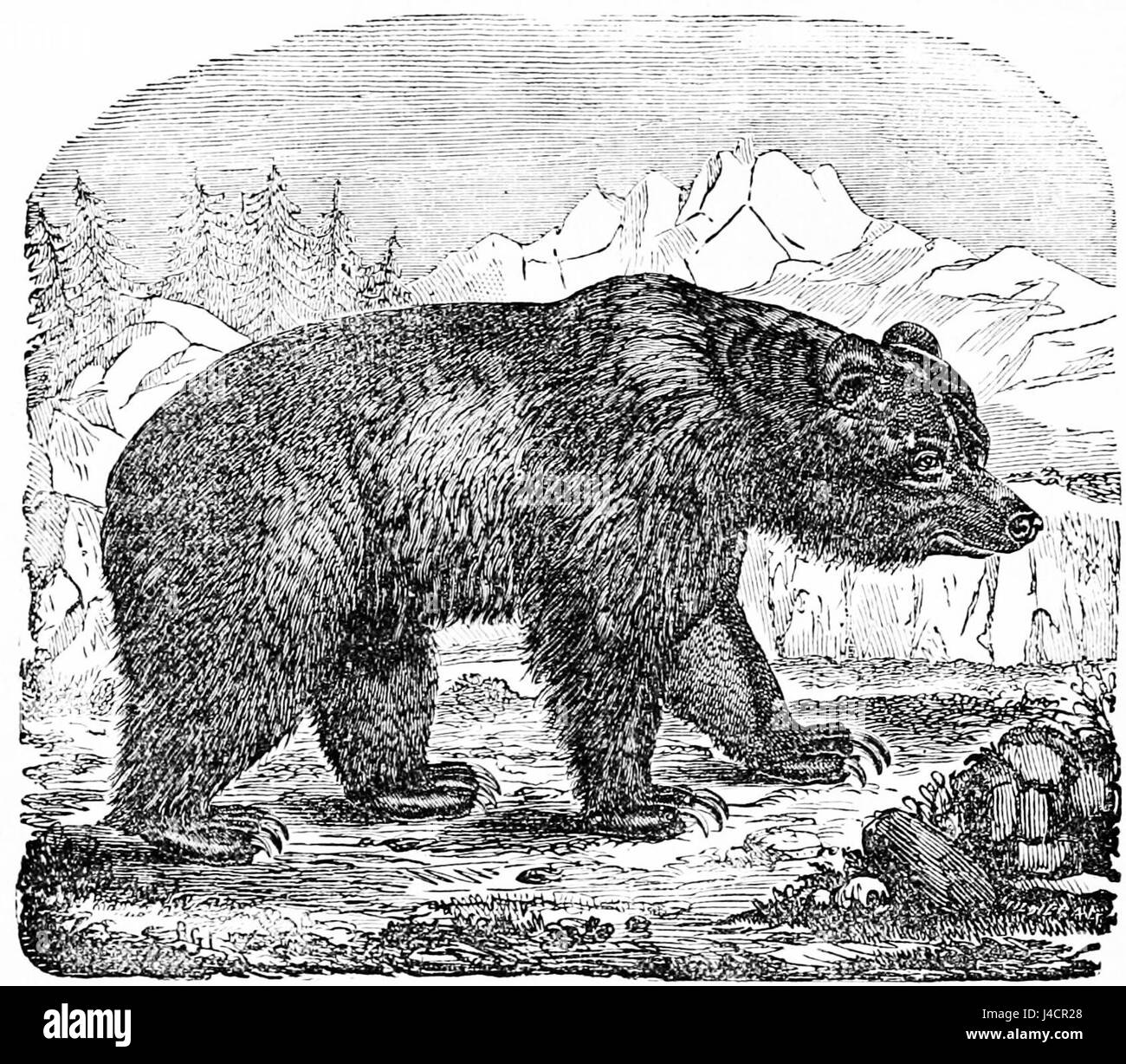 PSM V02 D152 Orso bruno Foto Stock