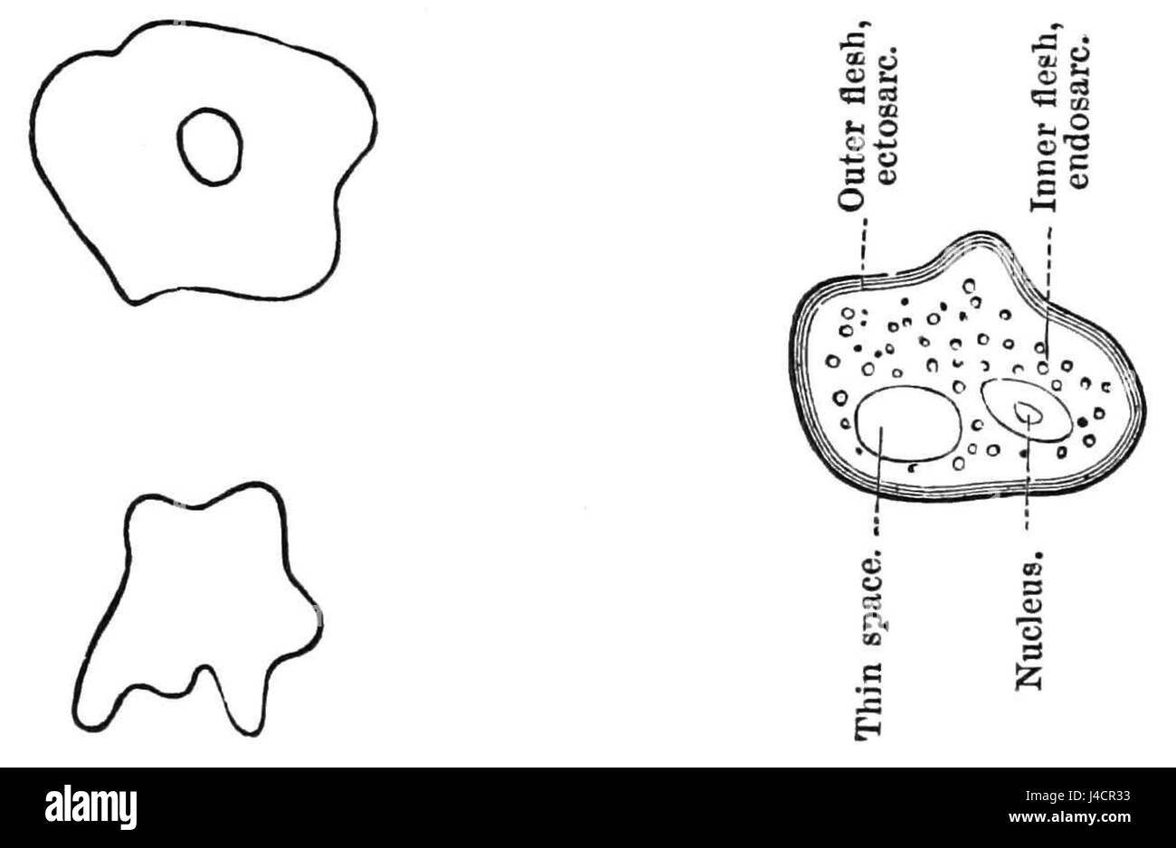 Questa voce può riferirsi a un'illustrazione o a uno studio scientifico di un amoeba di stagno, eventualmente incluso in un volume di una rivista o di un libro scientifico, incentrato sullo studio dei protozoi o degli organismi microscopici in ambienti acquatici. Foto Stock