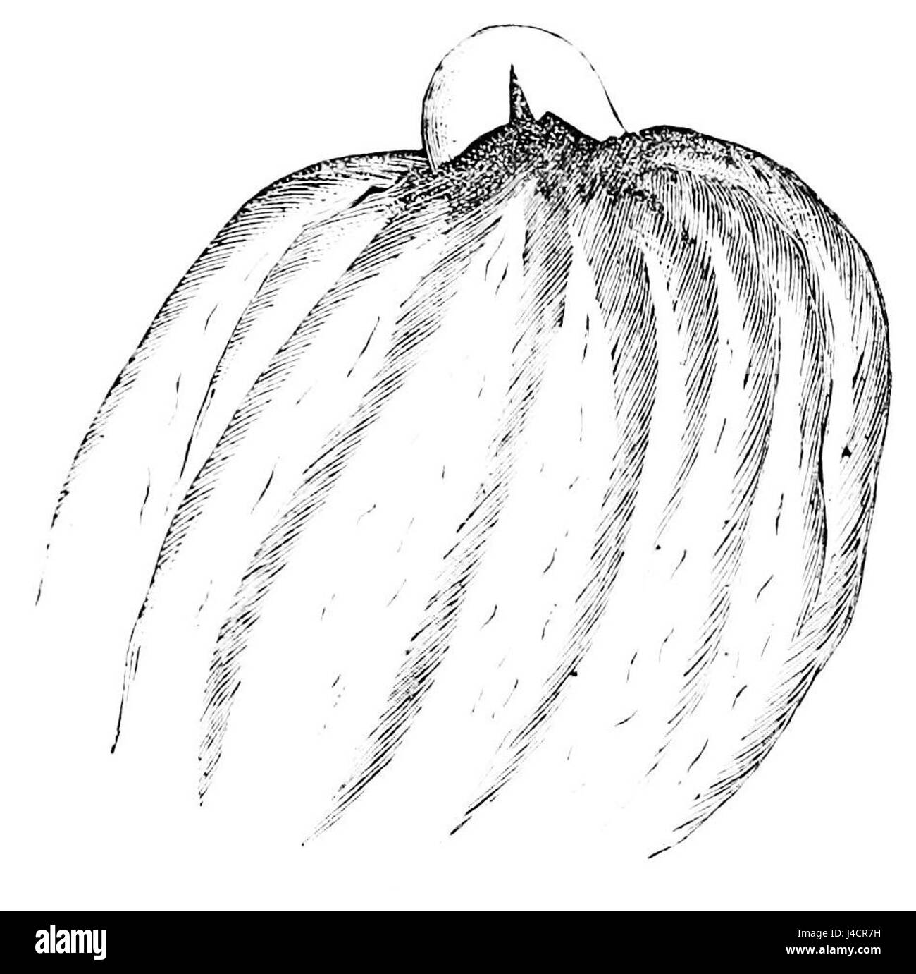 Questa illustrazione tratta dal PSM volume 9 D477 dimostra il processo di rapida moltiplicazione delle monadi, un concetto in biologia. L'immagine evidenzia la divisione cellulare e i meccanismi riproduttivi degli organismi microscopici. Foto Stock