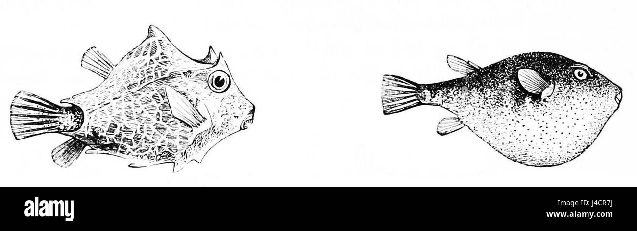 PSM V11 D549 pesce Trunk e puffer Foto Stock