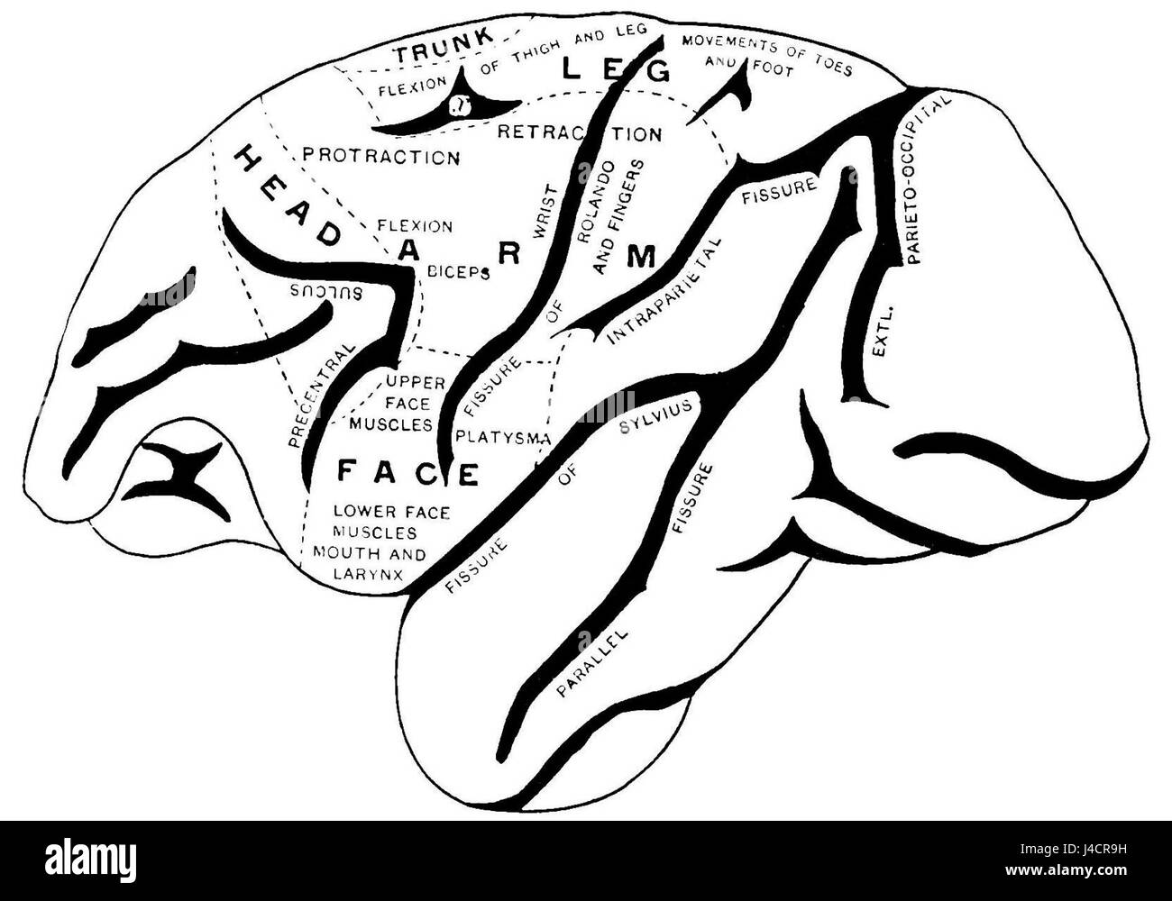 L'illustrazione PSM V42 D022 mostra un'immagine dettagliata di un cervello di scimmia, evidenziando le aree motorie. Fa parte di uno studio scientifico che esamina le regioni neurologiche associate alle funzioni motorie nei primati. Foto Stock