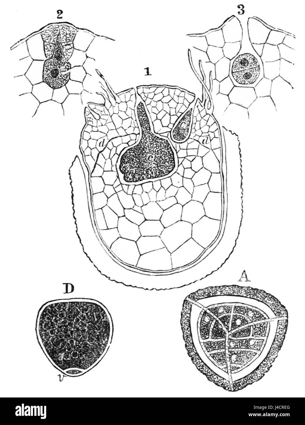 Questa immagine raffigura la spore femminile di Selaginella, un genere di piante vascolari, che mostra un piccolo protello. Questa fase riproduttiva è cruciale per comprendere la biologia delle piante e lo sviluppo delle spore. Foto Stock