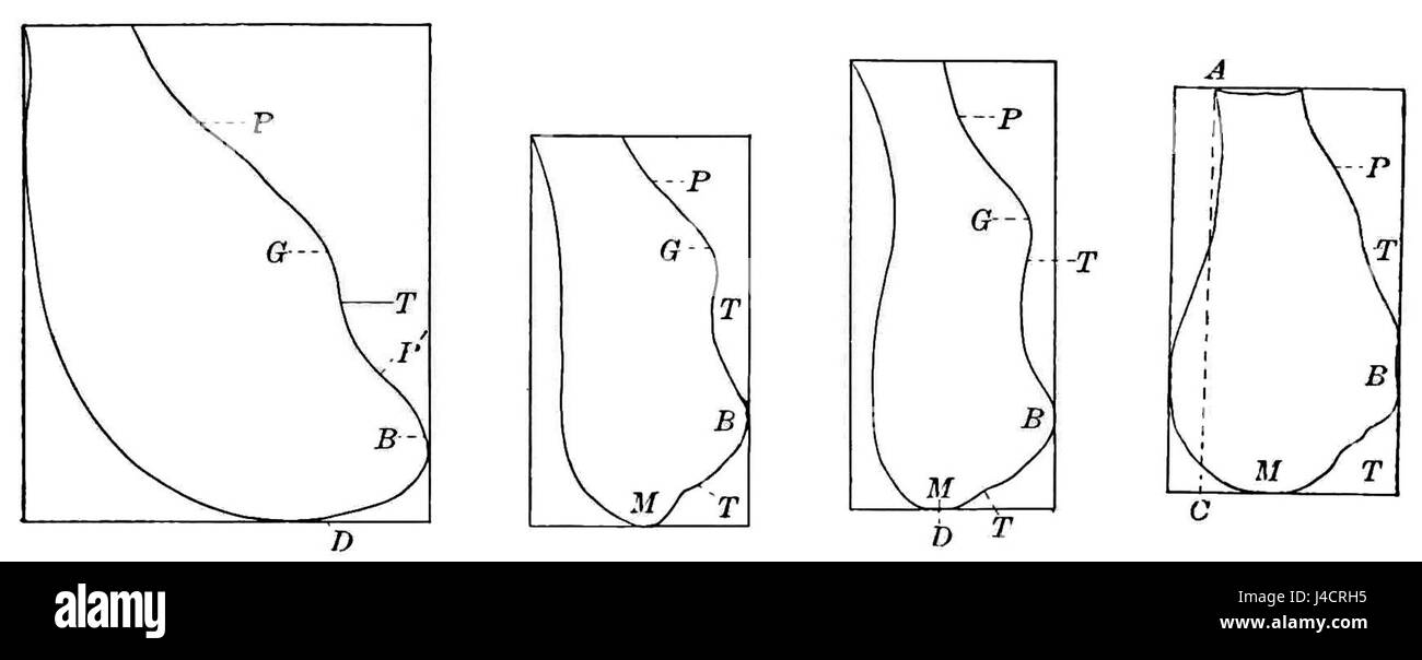 Questa illustrazione tratta dal *Popular Science Monthly* (V44 D637) raffigura disegni delineati di sinfisi, fornendo una comprensione visiva delle articolazioni anatomiche umane e della loro struttura. Foto Stock