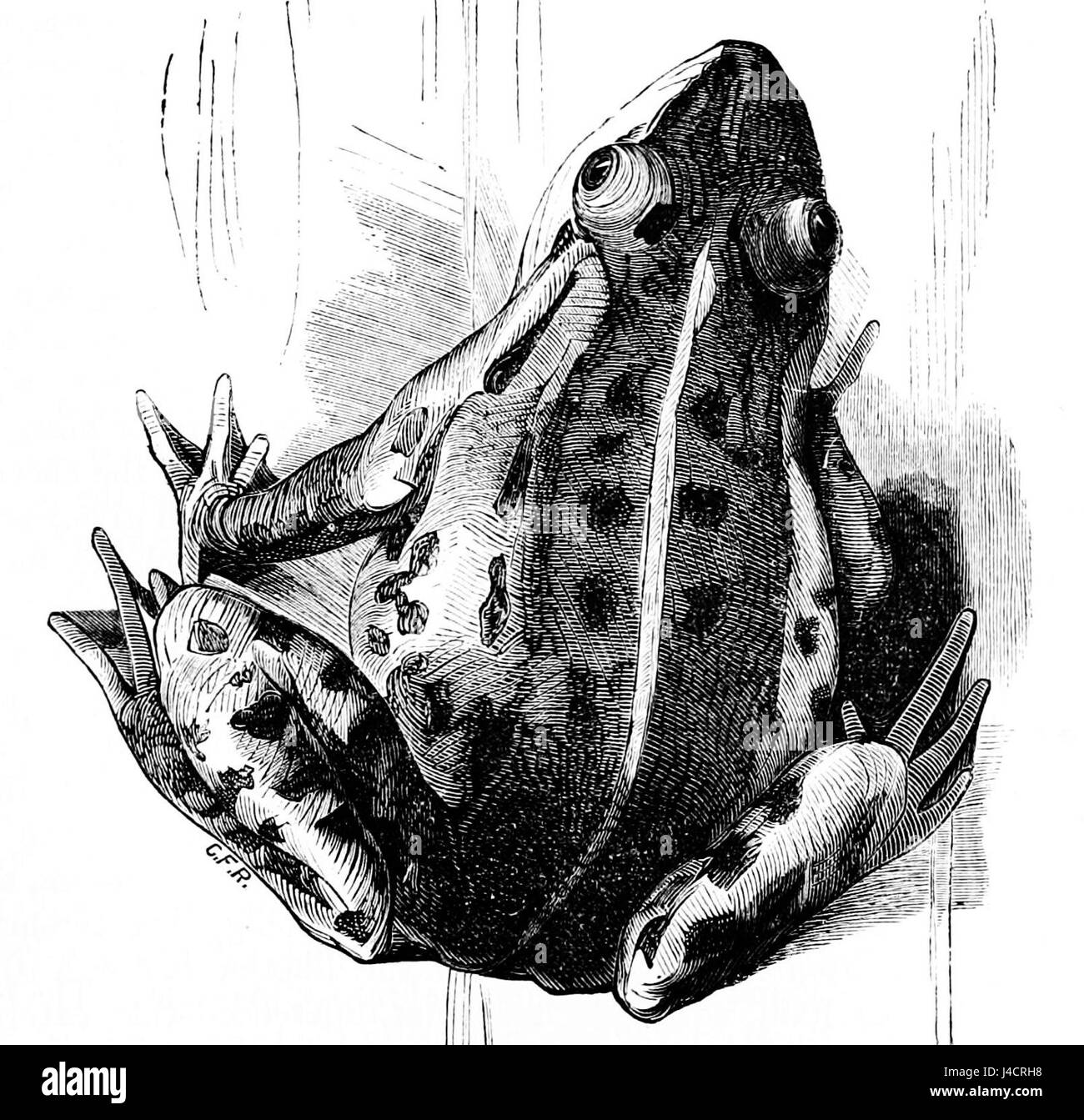 PSM V01 D361 Rana a metà cervello Foto Stock