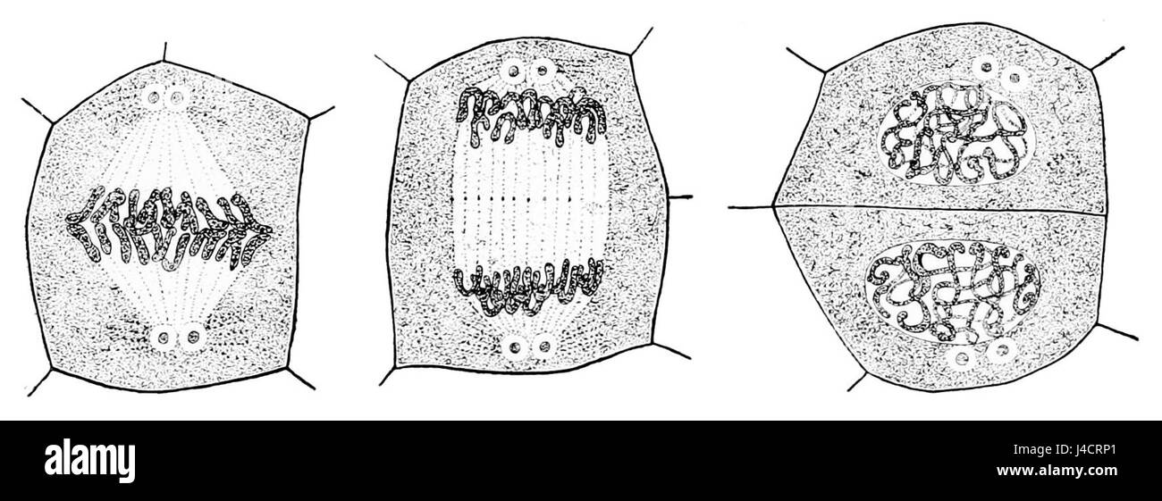 PSM V49 D633 cellula vegetale in differenti stadi di divisione Foto Stock