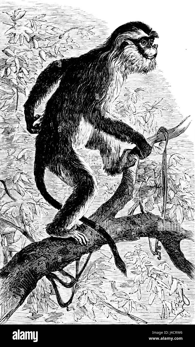 Questa immagine si riferisce a un'illustrazione scientifica o a una fotografia della scimmia Moupin, presente nella pubblicazione PSM (Popular Science Monthly), volume 7, D686. È una specie di scimmia che si trova in Asia. Foto Stock
