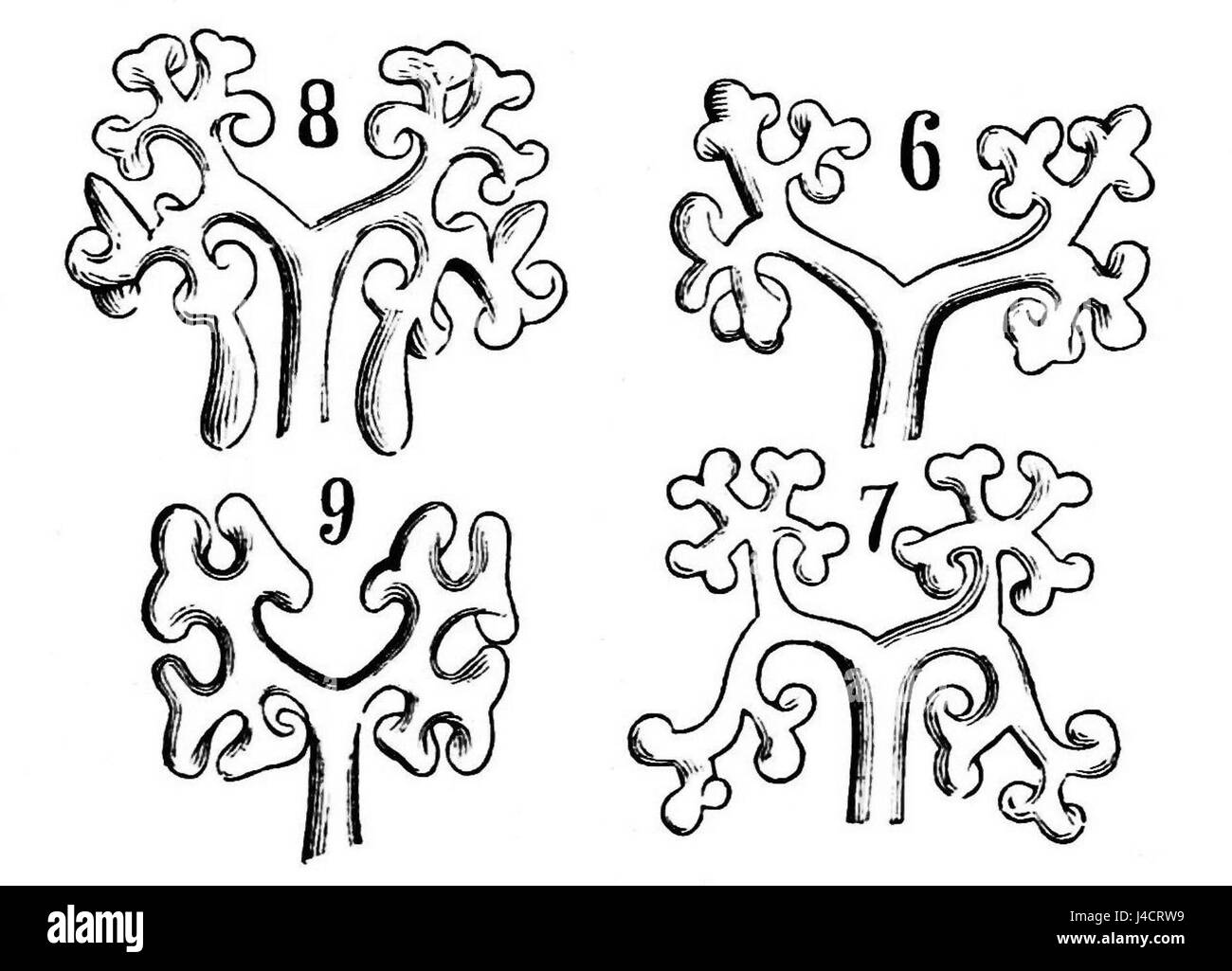 Questa illustrazione di PSM V21 D255 mostra forme ornamentali del micelio, mettendo in evidenza i pattern intricati e diversificati della crescita fungina. L'immagine enfatizza la bellezza delle forme naturali in microbiologia. Foto Stock