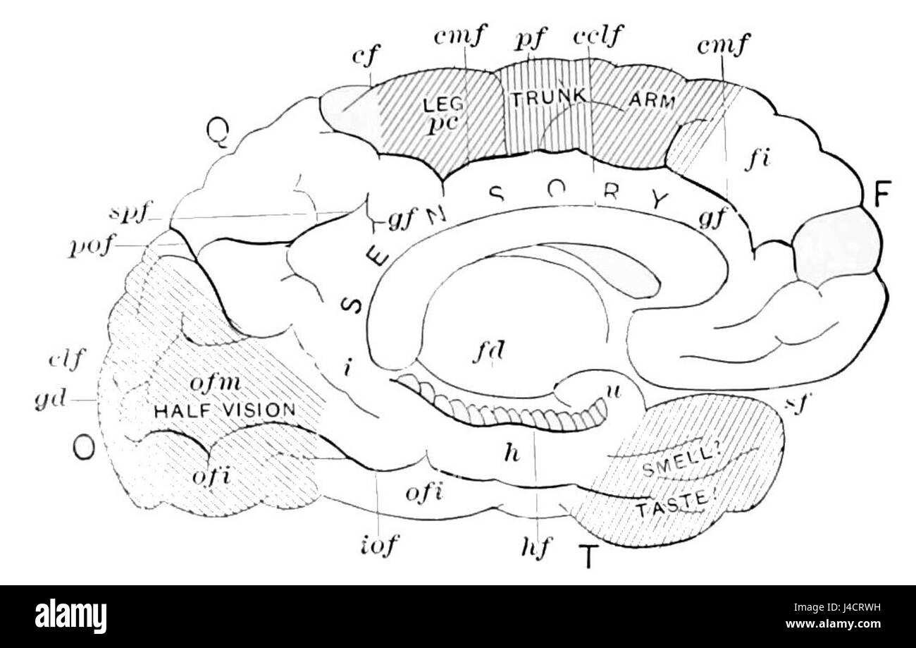 Questo grafico del PSM V46 D172 illustra le regioni di controllo del cervello, evidenziando le funzioni e le aree complesse del cervello responsabili del controllo di varie azioni corporee e input sensoriali. L'illustrazione fornisce una panoramica anatomica a scopo didattico e scientifico. Foto Stock
