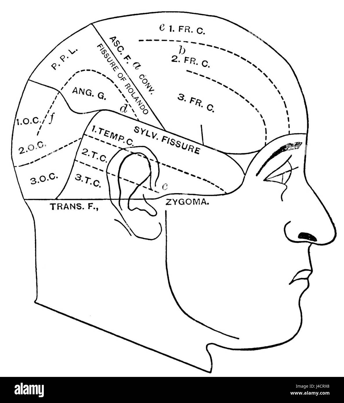 Il diagramma di PSM V37 D532 illustra le relazioni anatomiche tra il cranio e le strutture cerebrali. Fornisce preziose informazioni sull'organizzazione e l'interazione del cranio e del cervello, contribuendo allo studio della neuroanatomia e alla comprensione della struttura cranica. Foto Stock