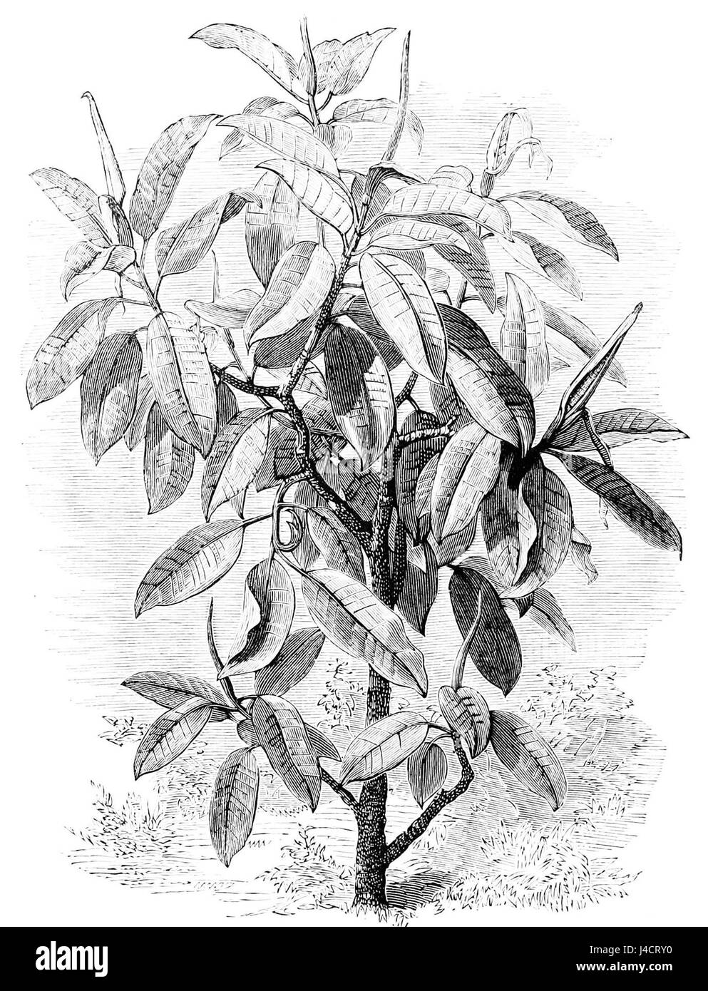 Questa immagine presenta un esemplare di Ficus elastica, noto anche come la pianta della gomma, esposto a Parigi. Il Ficus elastica è una specie originaria del sud-est asiatico, comunemente diffusa nei climi tropicali e coltivata come pianta domestica a livello globale. Foto Stock