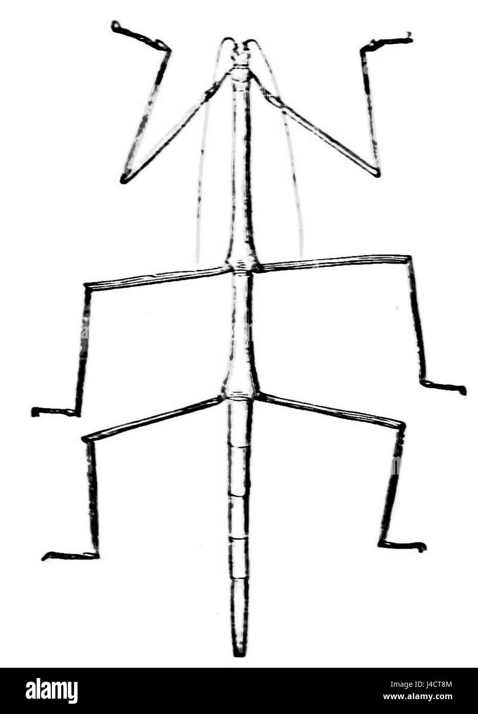 PSM V21 D617 raffigura un insetto ortotero senza ali, che mostra le caratteristiche uniche di questo gruppo di insetti. Gli ortopedici, come cavallette e grilli, sono noti per la loro capacità di salto e la caratteristica struttura del corpo. Questa illustrazione mette in evidenza la loro morfologia e il loro comportamento, fondamentali per gli studi entomologici. Foto Stock