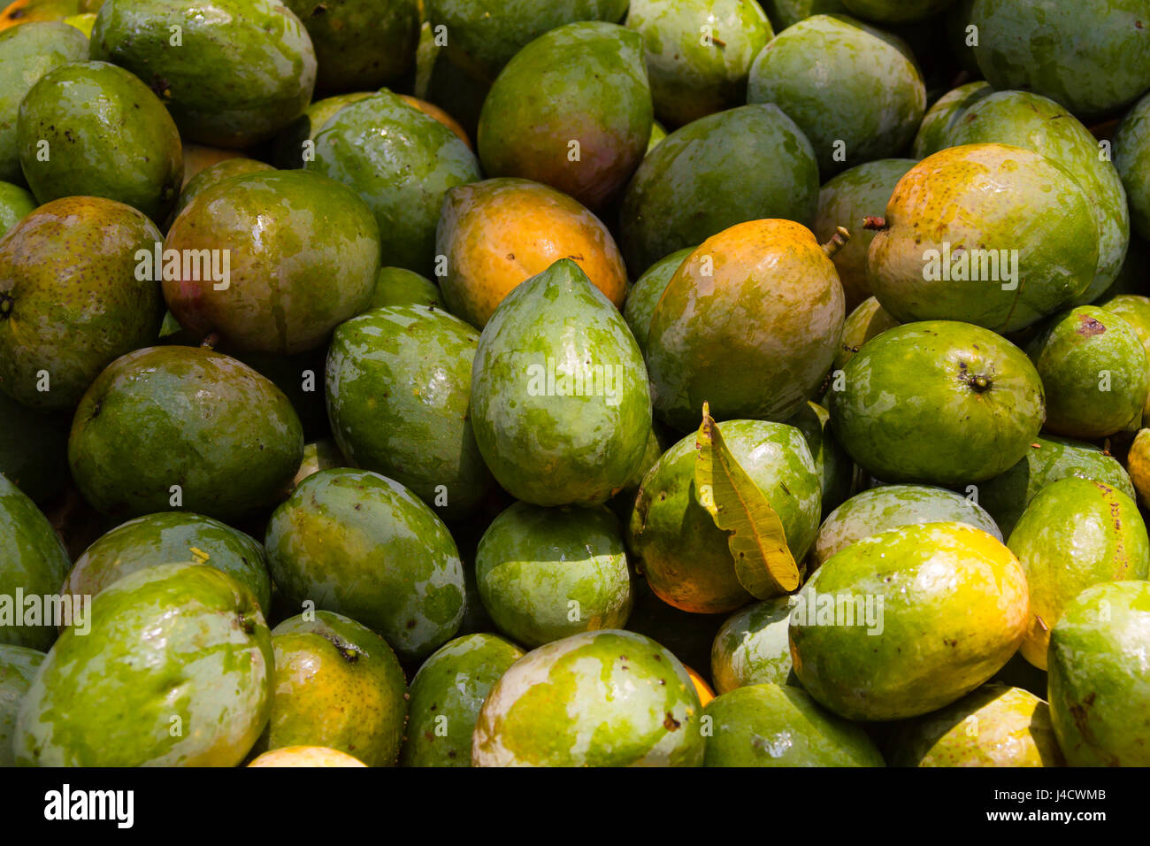 Un mucchio di fresco raccolte manghi organico in India del Sud. Foto Stock