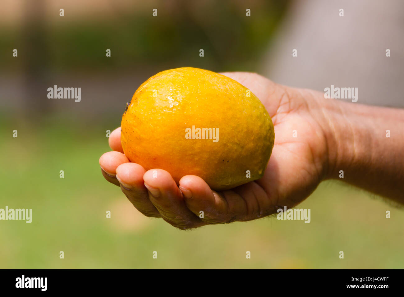 Golden mango maturo in un Indiano mano d'uomo. Foto Stock