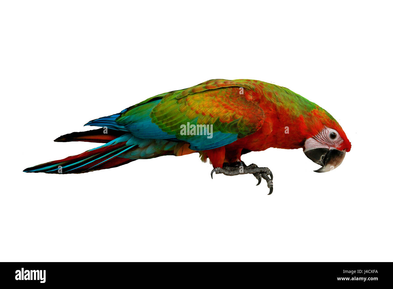 Bella di rosso e di blu macaw pappagallo, età tre mesi su sfondo bianco. Foto Stock