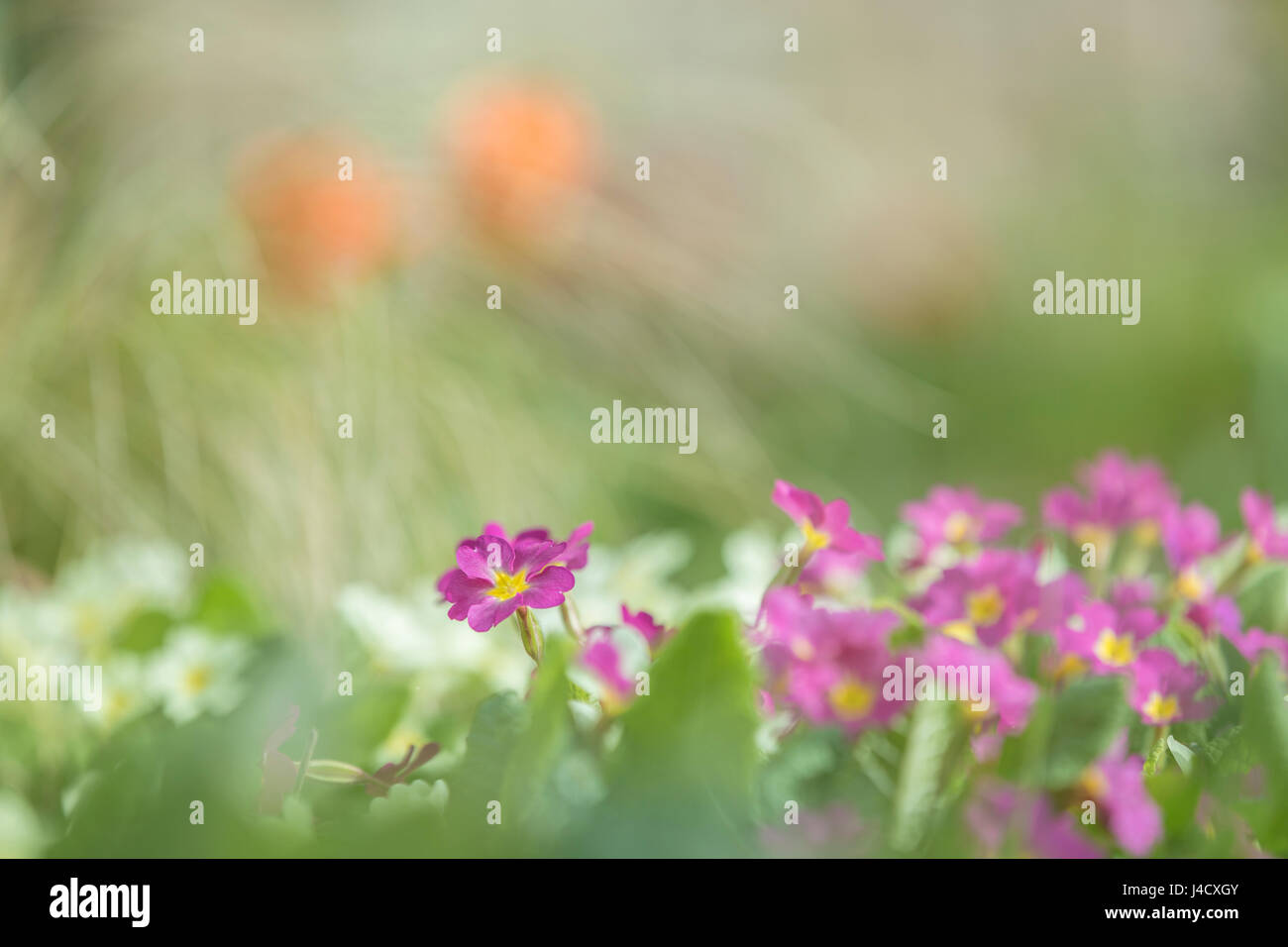 Viola e bianco primule miscelati insieme in un confine di fiori. Foto Stock