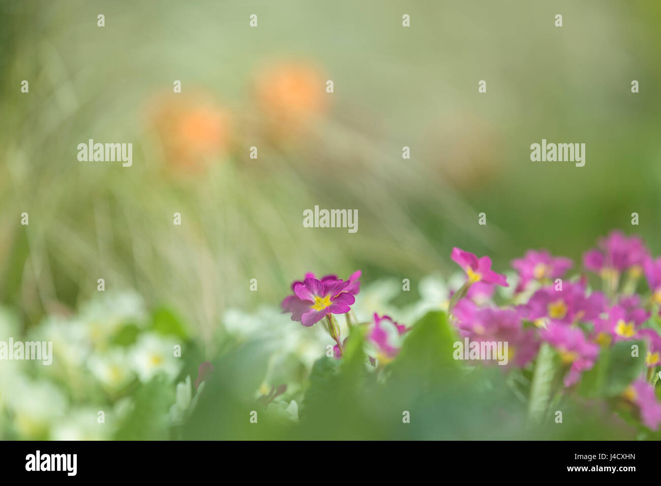 Viola e bianco primule miscelati insieme in un confine di fiori. Foto Stock