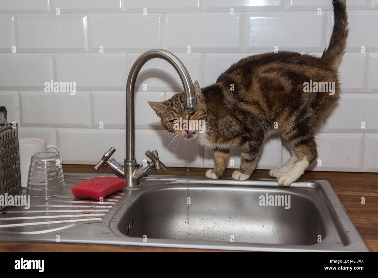 Gatto beve acqua di rubinetto Foto stock - Alamy