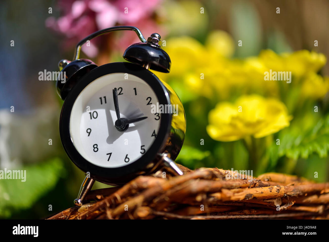 Sveglia e fiori di primavera, la conversione in estate, Wecker und Fruehlingsblumen, Umstellung auf Sommerzeit Foto Stock