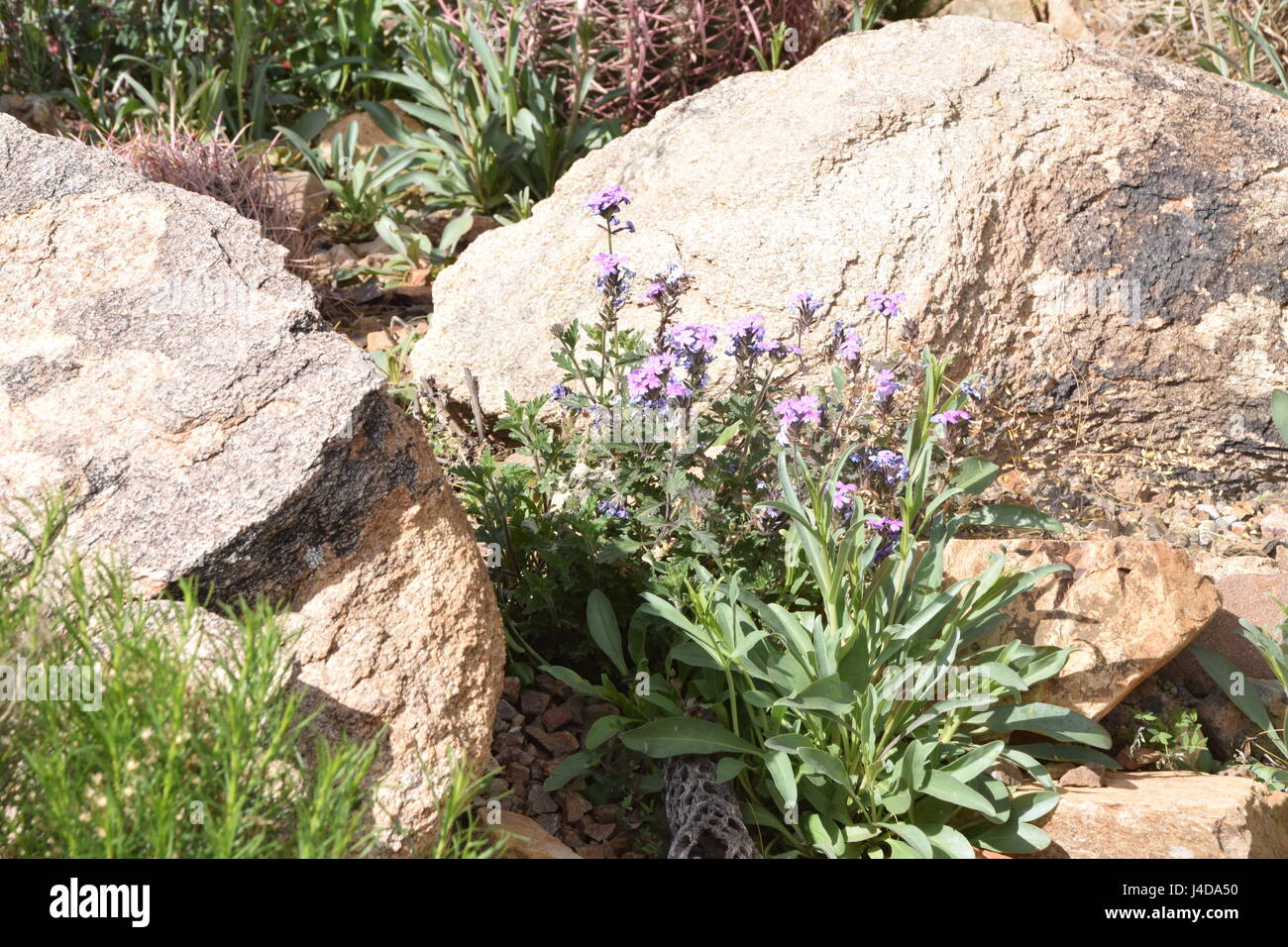 Viola fiori nel deserto Foto Stock