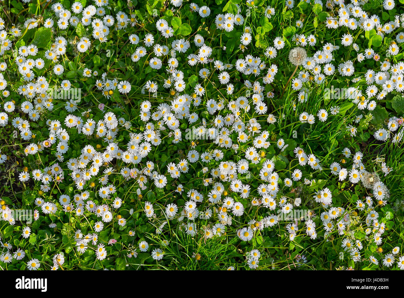 Texture di sfondo erba e fiori overhead shot Foto Stock