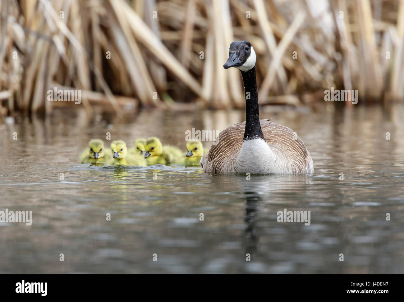 Famiglia di Oche del Canada con goslings, Manitoba, Canada. Foto Stock