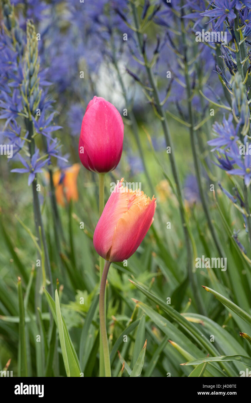 Tulipa 'Aleppo'. Orlata tulipani tra Camassia leichtlinii fiori in aprile Foto Stock