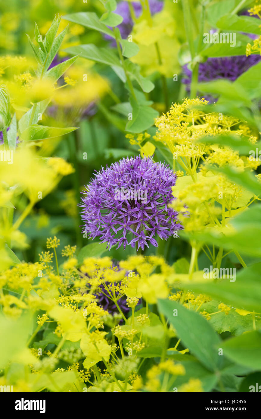 Allium viola sensazione fiori in un giardino inglese Foto Stock