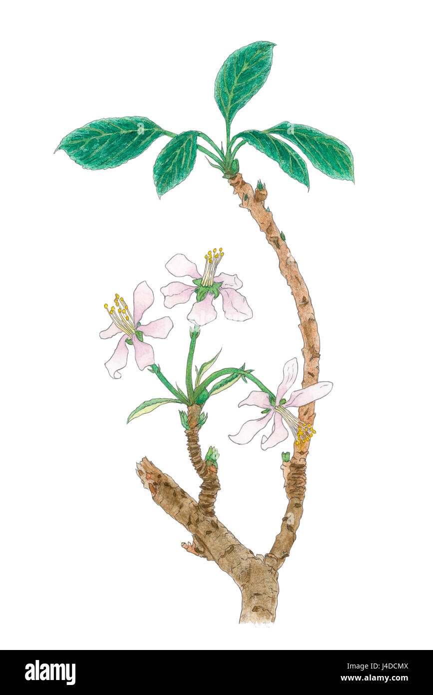 Il Melo (Malus domestica, Malus pumila) fioritura ramoscello disegno botanico. Acquarello e matite colorate su carta. Foto Stock