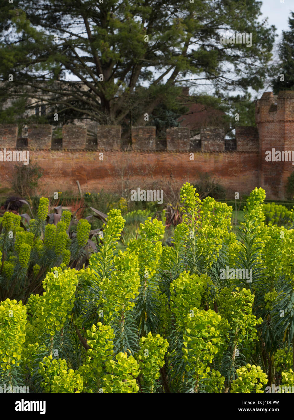 La molla di Euphorbia con muro di mattoni Foto Stock
