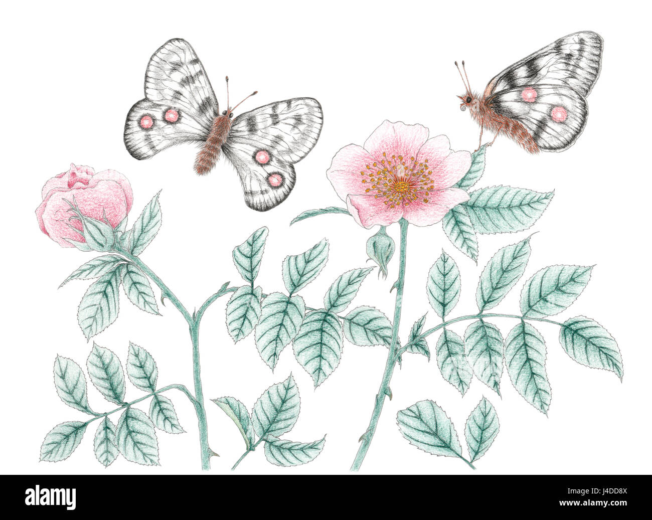 Giardino di piante di rose e montagna Apollo (Parnassius apollo) farfalle su sfondo bianco. Matite colorate su carta. Foto Stock