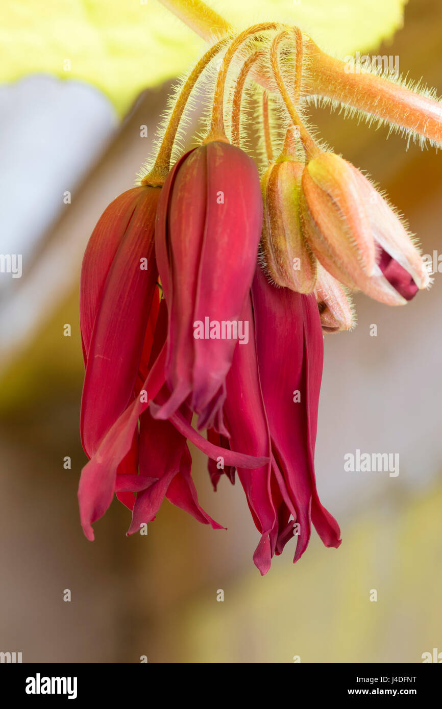 Rosso fiori di primavera di esotismo piante, Podophyllum 'Svasino Dotty', appendere al di sotto delle foglie Foto Stock