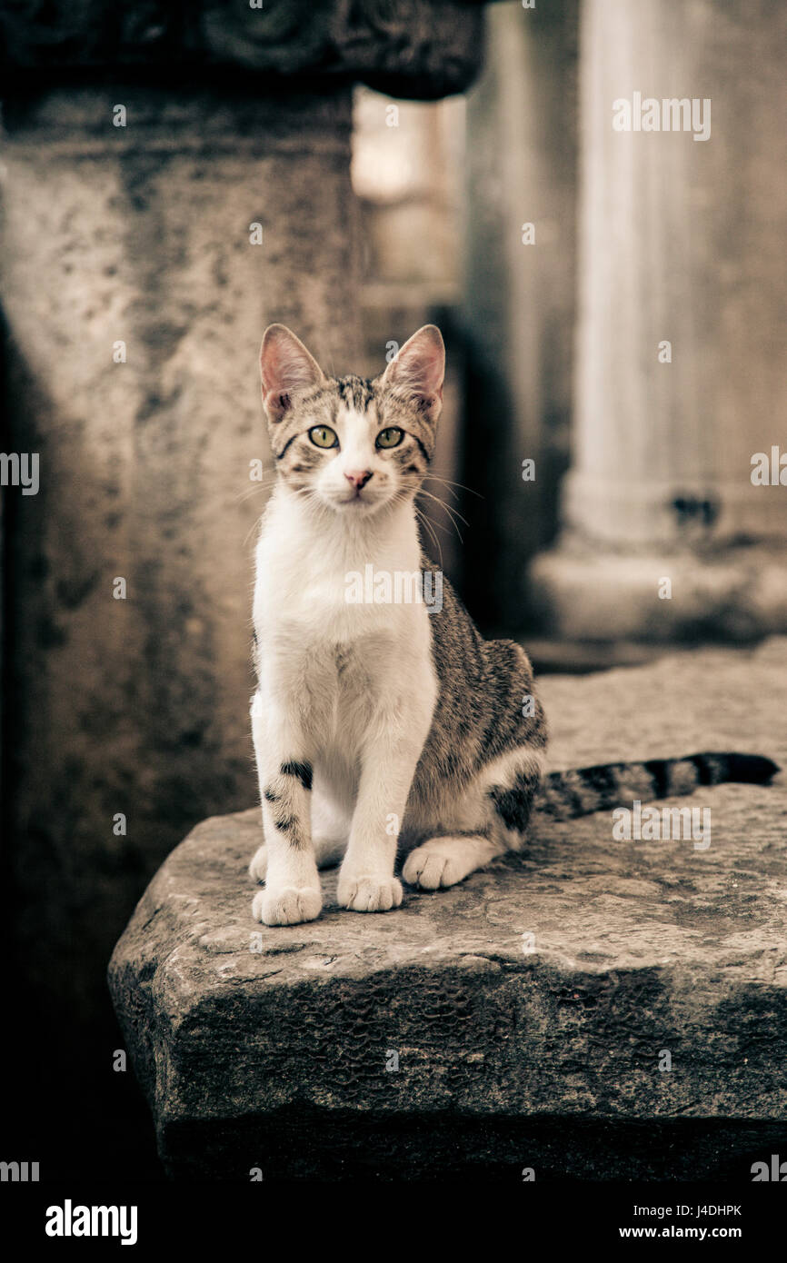 Stray Istanbul Kitty Foto Stock