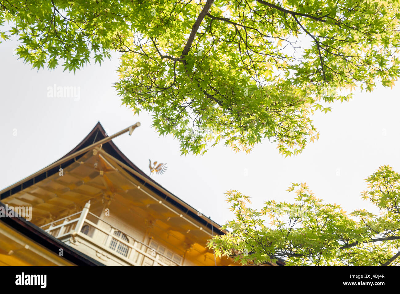 Il verde delle foglie di acero in primavera, a Kinkaku-ji, il Padiglione Dorato, situato a Rokuon-ji il tempio di Kyoto, Giappone Foto Stock