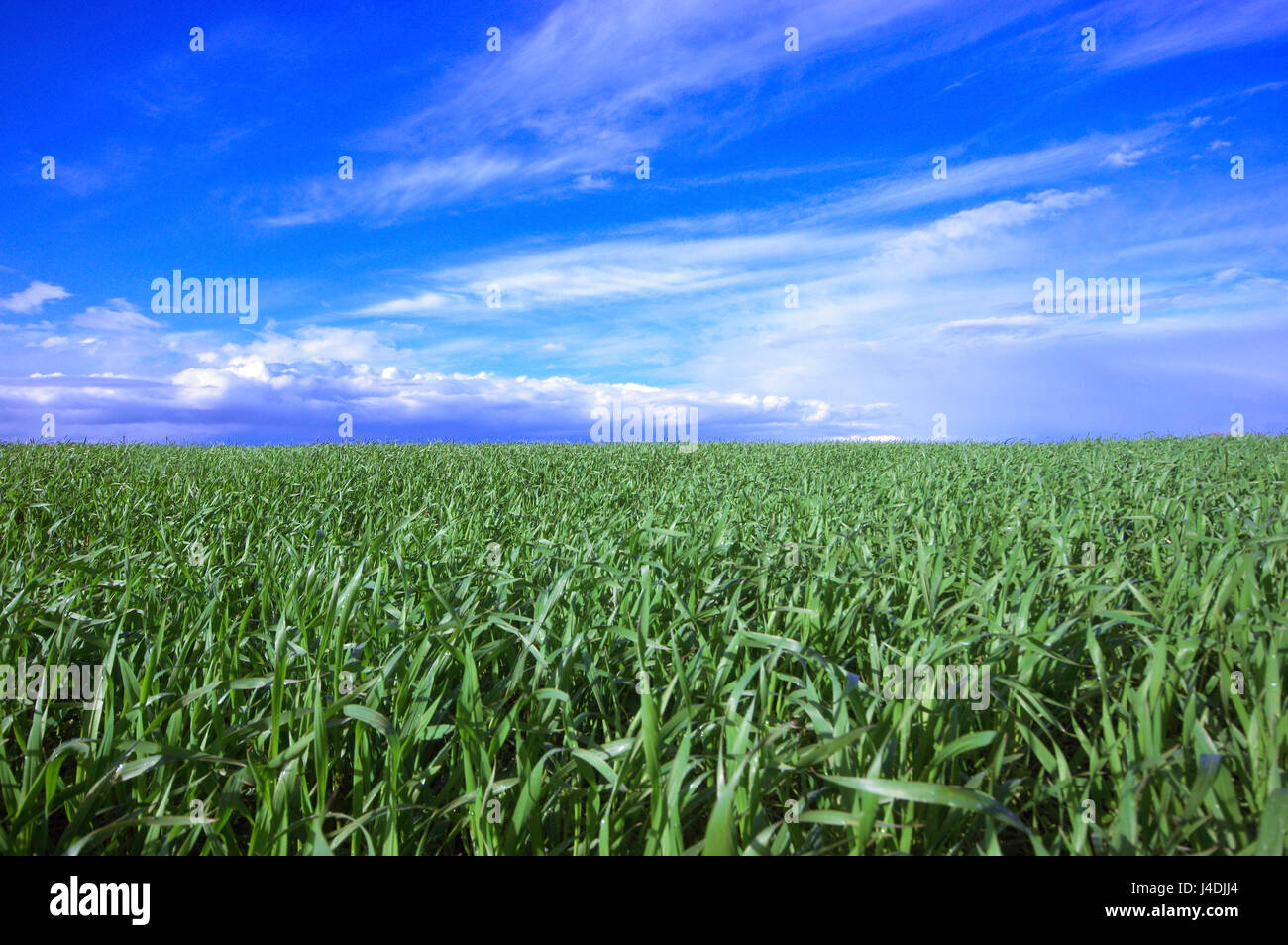 Paesaggio con campo di grani di verde e di blu intenso del cielo sulla molla Foto Stock