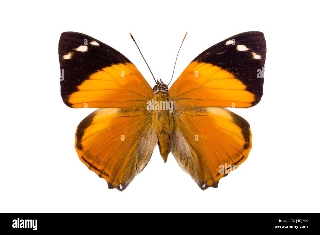 Smyrna Blomfildia butterfly come si trova in Perù il nome inglese Blomfild è di una bellezza, una specie della famiglia Nymphalidae Foto Stock