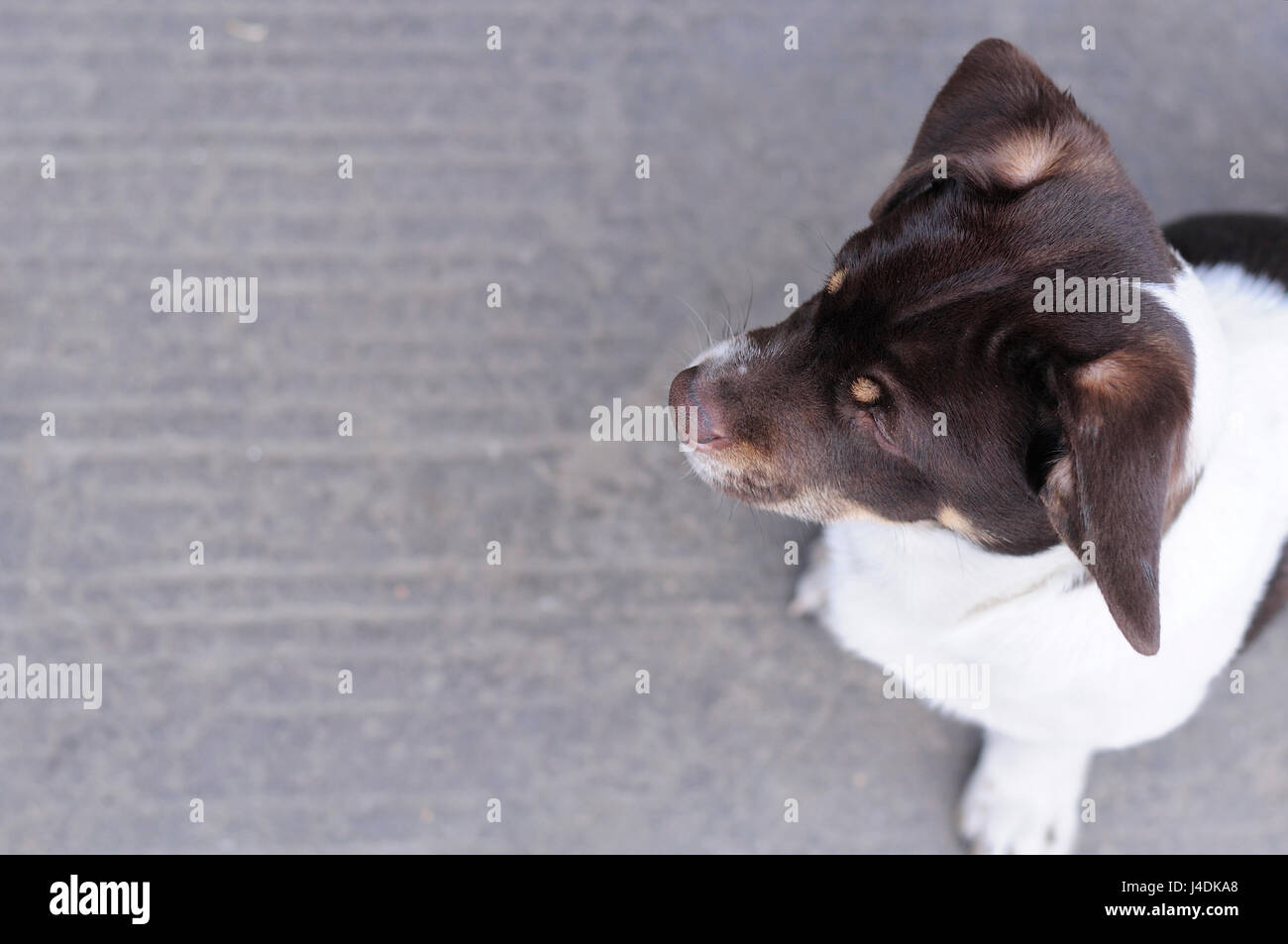 Una razza mista marrone e bianco cane guardando a sinistra su un lastricato in pietra marciapiede Zhaodong in Cina. Foto Stock