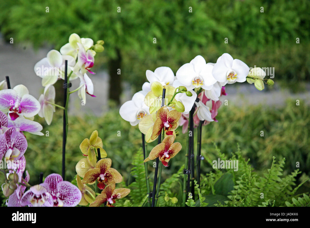 Fiori,piante,giardinaggio e regime,la primavera e l'estate,croazia,10 Foto Stock