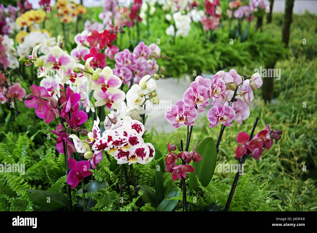 Fiori,piante,giardinaggio e regime,la primavera e l'estate,croazia,11 Foto Stock