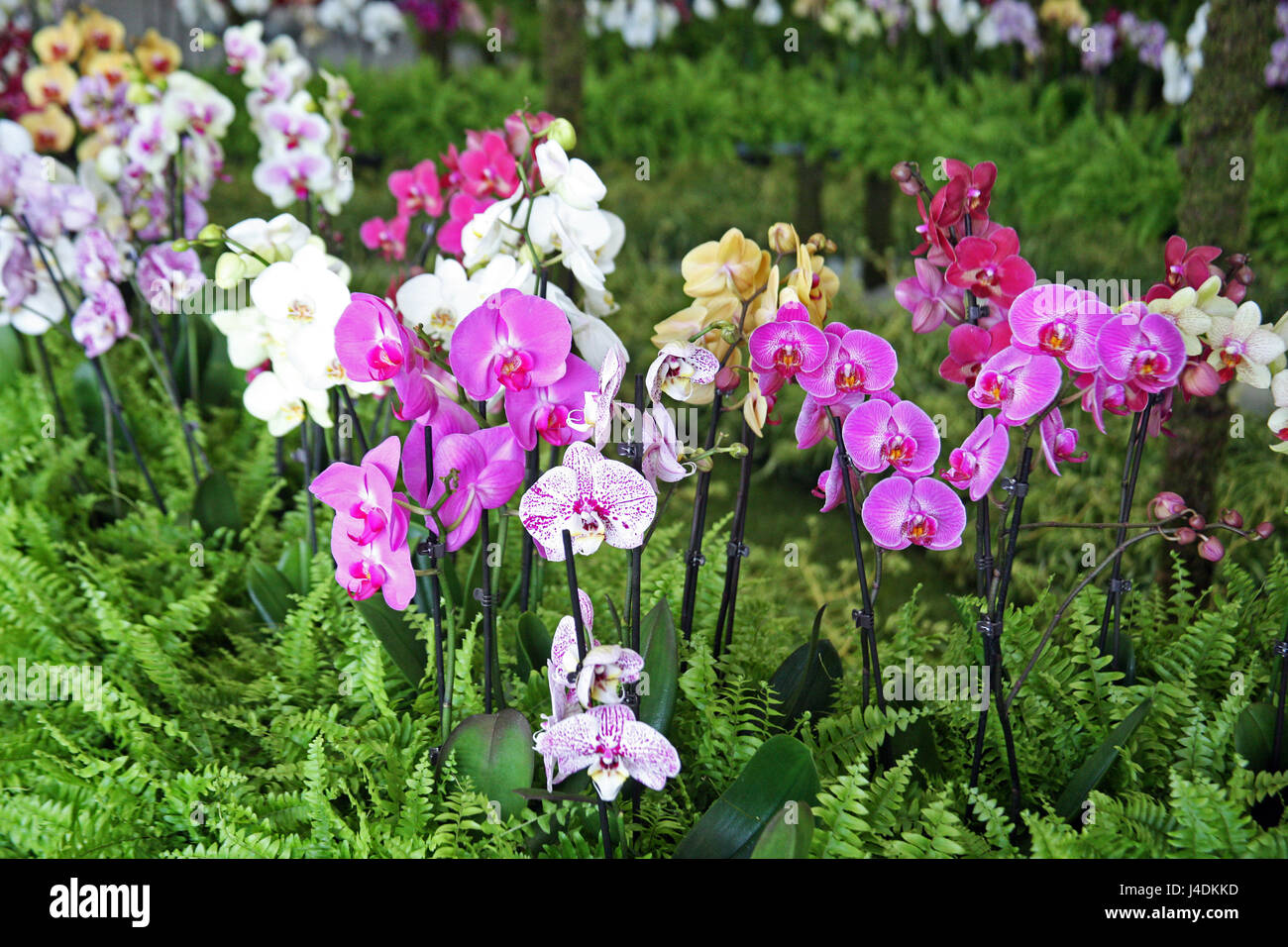 Fiori,piante,giardinaggio e regime,la primavera e l'estate,croazia,13 Foto Stock