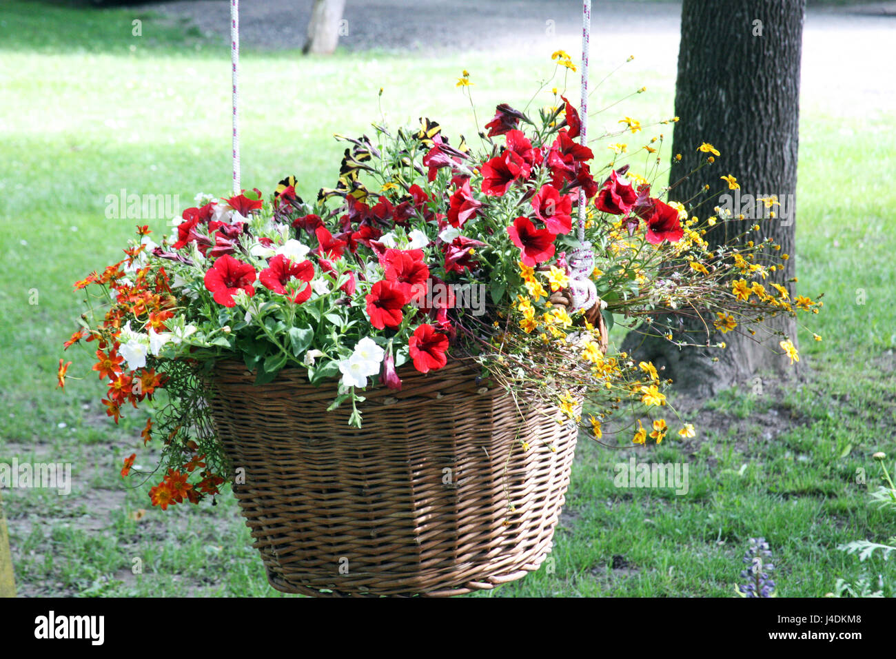 Fiori,piante,giardinaggio e regime,la primavera e l'estate,croazia,20 Foto Stock