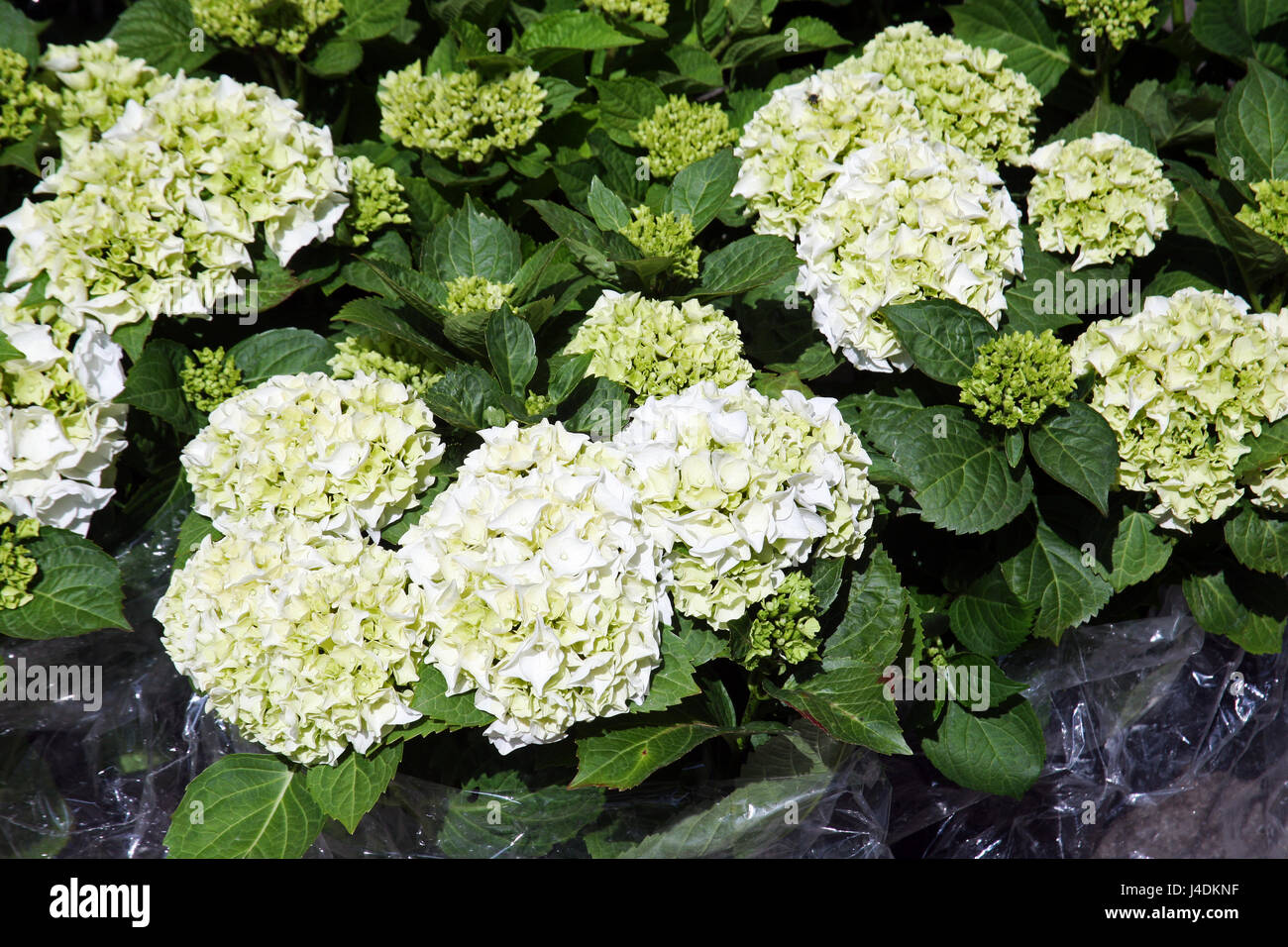 Fiori,piante,giardinaggio e regime,la primavera e l'estate,croazia,1 Foto Stock