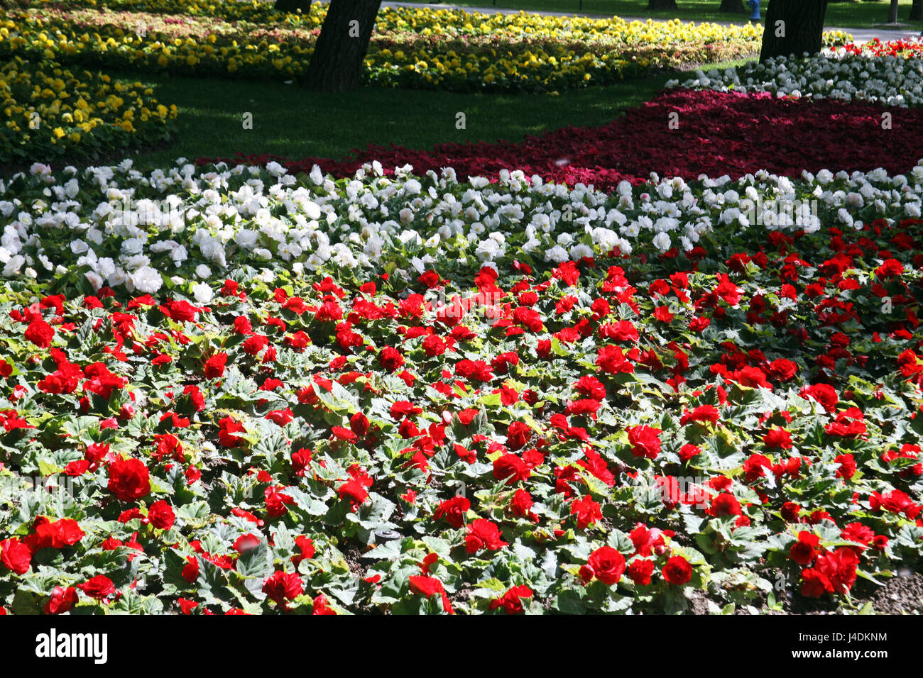 Fiori,piante,giardinaggio e regime,la primavera e l'estate,croazia,2 Foto Stock