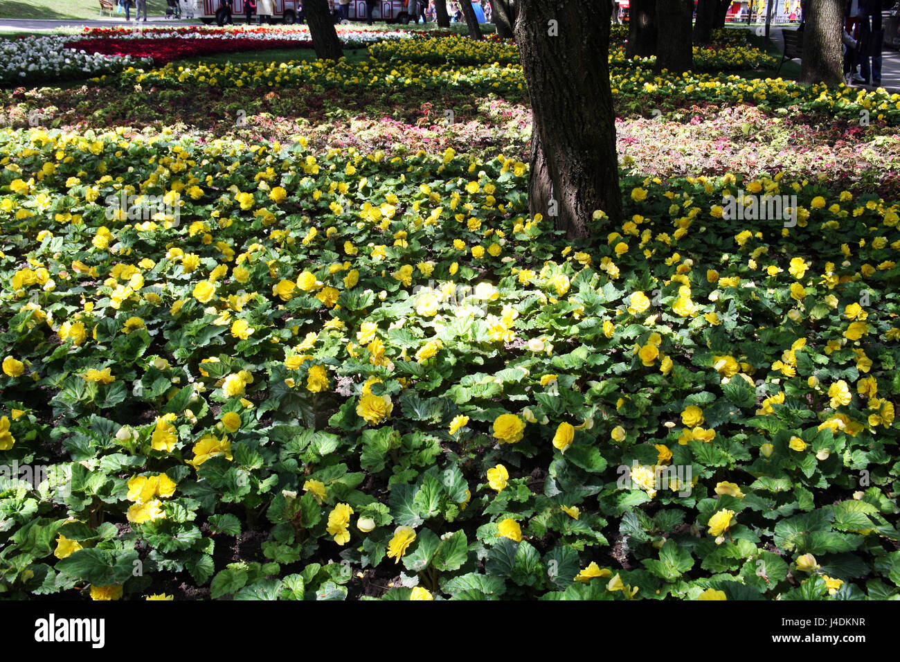 Fiori,piante,giardinaggio e regime,la primavera e l'estate,croazia,3 Foto Stock