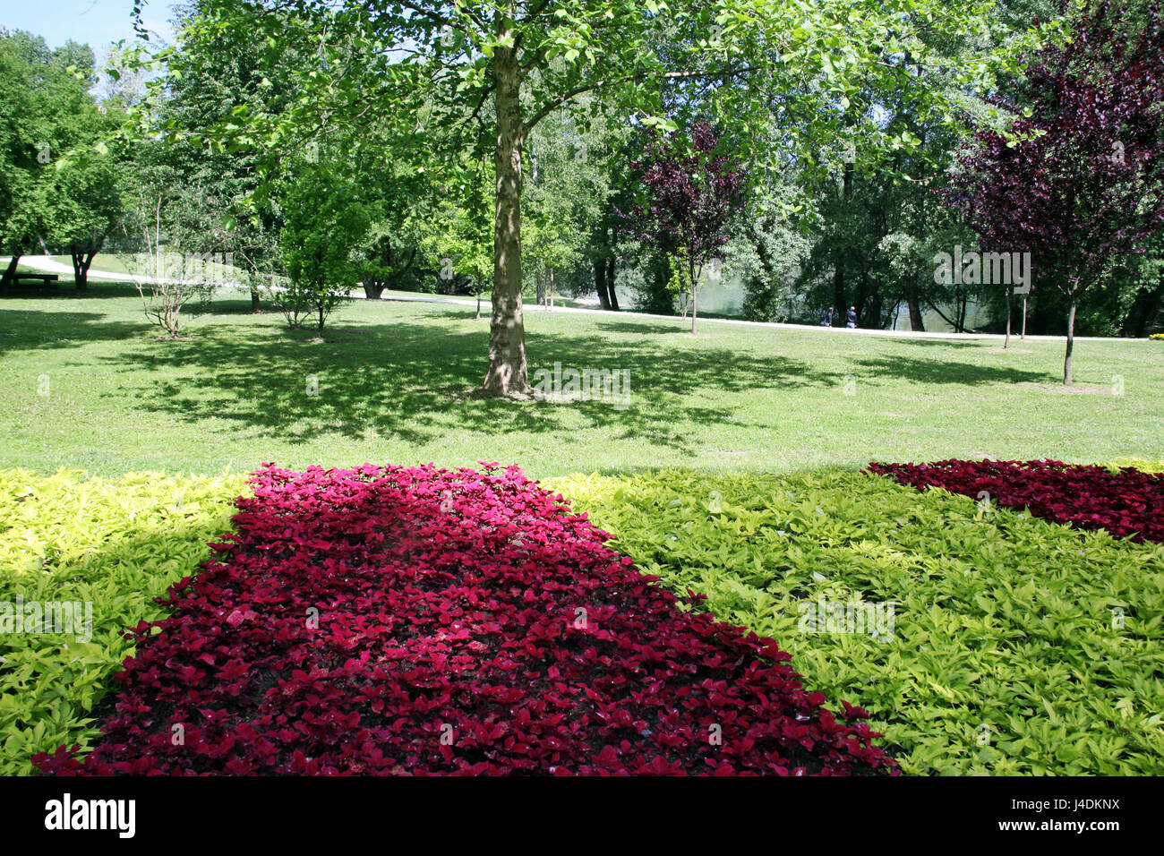 Fiori,piante,giardinaggio e regime,la primavera e l'estate,croazia,4 Foto Stock