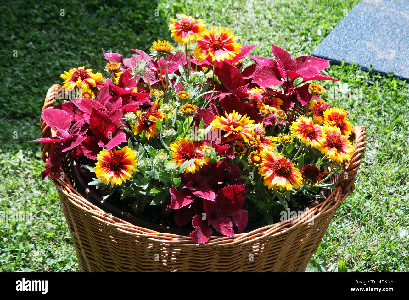 Fiori,piante,giardinaggio e regime,la primavera e l'estate,croazia,5 Foto Stock